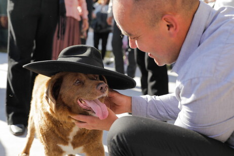 Il cane portoghese Bobi perde il titolo di più vecchio del mondo