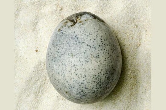 L’antico uovo di età romana recuperato intatto nella cittadina di Aylesbury (fonte: © Oxford Archaeology)